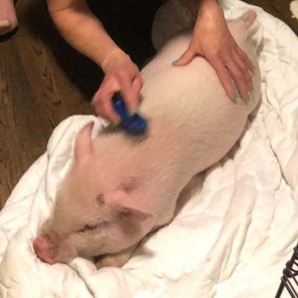 Meet your Posher, Dana & Jack - Picture 2 of 14